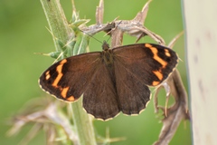 Chonala praeusta