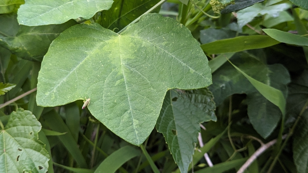 yellow passionflower from Takoma Park, MD 20912, USA on June 25, 2023
