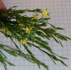 Hypericum drummondii