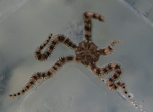 Breviturma brevipes