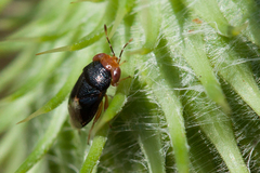 Geocoris erythrocephalus