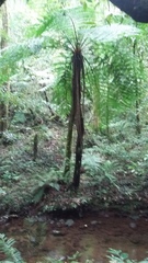 Cyathea fulva