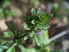 Pogogyne serpylloides