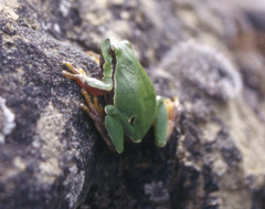 Hyla intermedia
