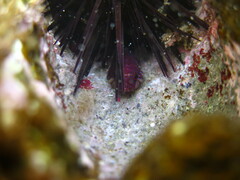 Papillate Clingfish photo 1