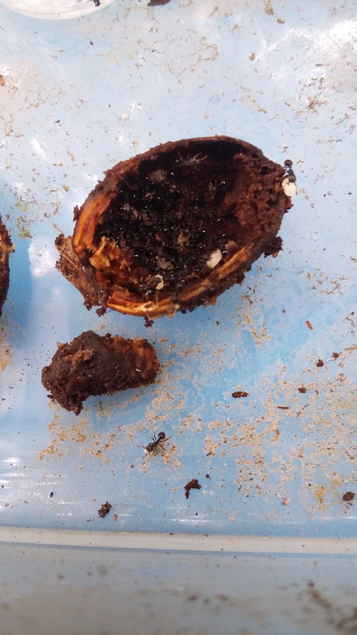 Adelomyrmex