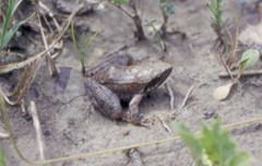 Rana italica