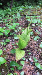 Cypripedium parviflorum