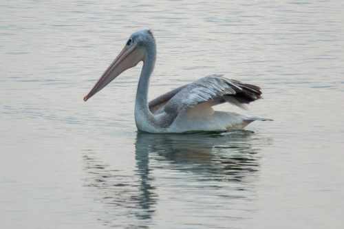 Pélican gris