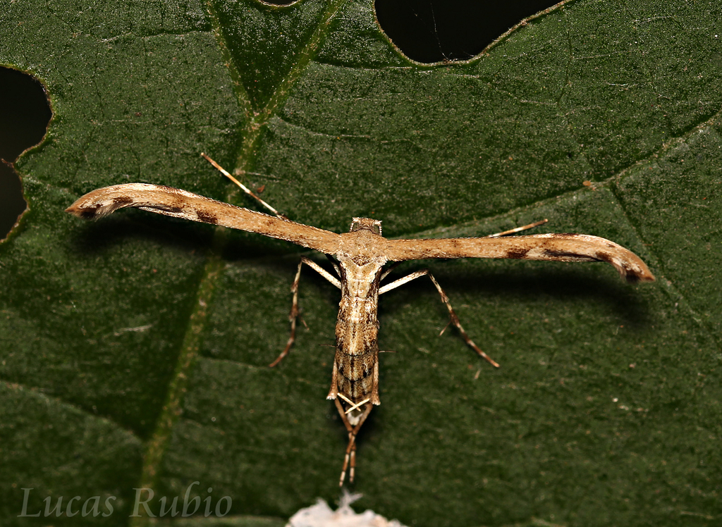 Hellinsia surinamensis