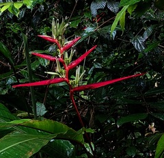 Heliconia acuminata
