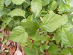 Asystasia gangetica gangetica