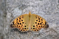 Argynnis anadyomene