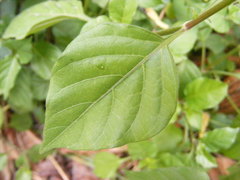 Asystasia gangetica gangetica