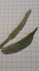 Plantago patagonica