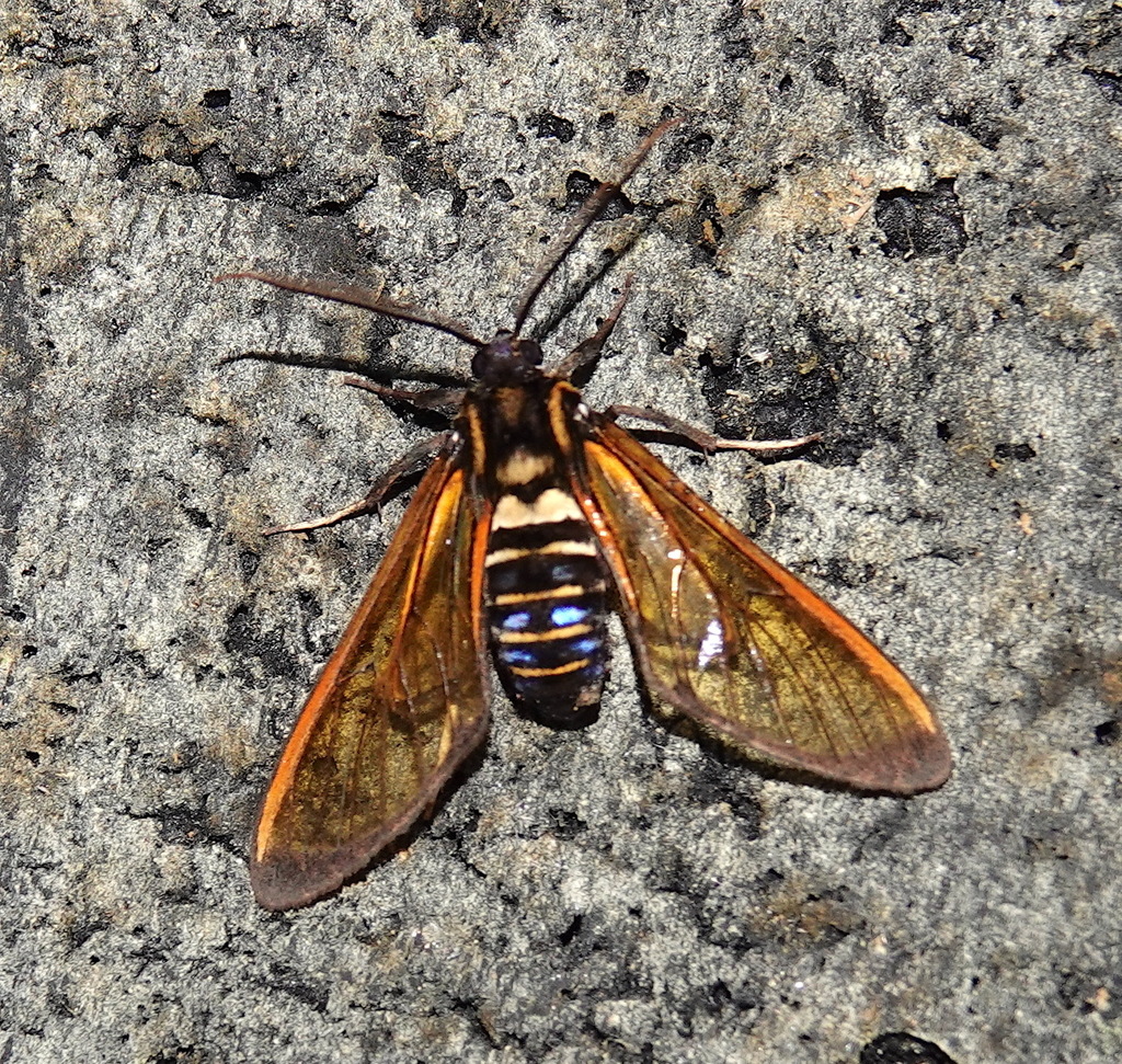 Sarosa flavicostalis