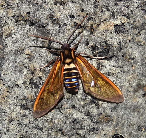 Sarosa flavicostalis