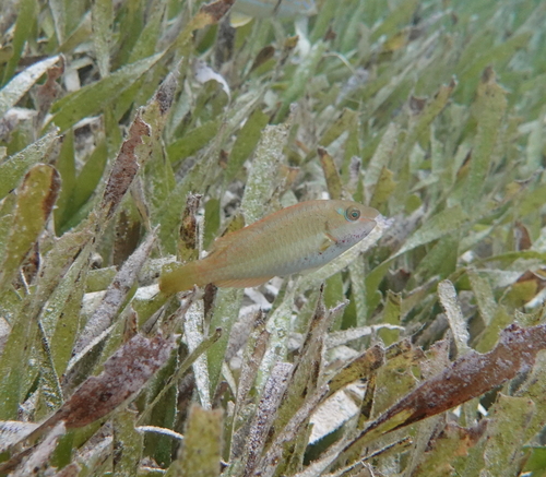 Bucktooth parrotfish (Sparisoma radians) — Scaridae — 4