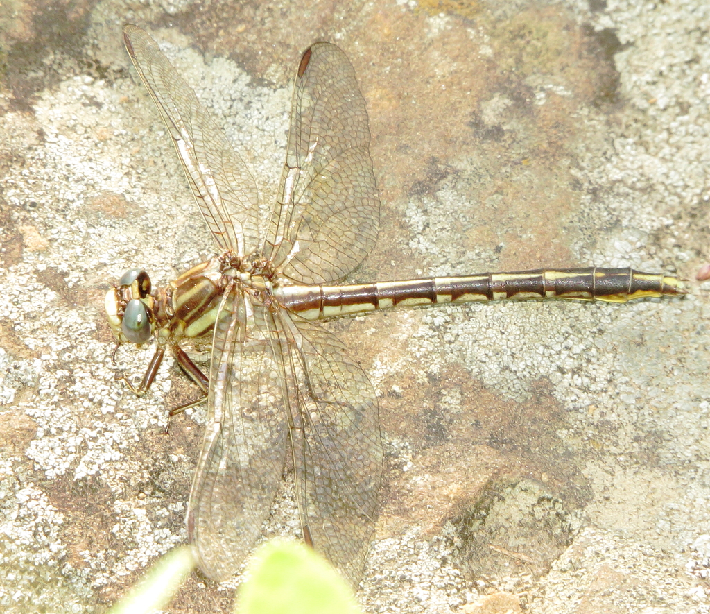 Oklahoma Clubtail from Bixhoma Lake, Wagoner County OK on June 25, 2023