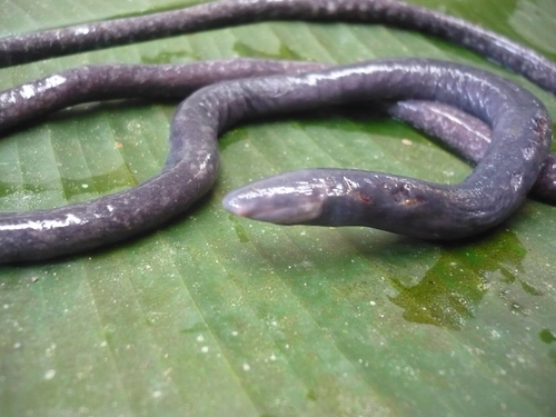 Pastaza River Caecilian - Photo (c) jvilla, some rights reserved (CC BY-SA), uploaded by jvilla