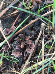 Thelephora multipartita