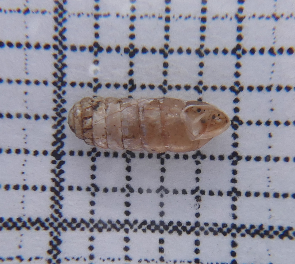 Argnidae