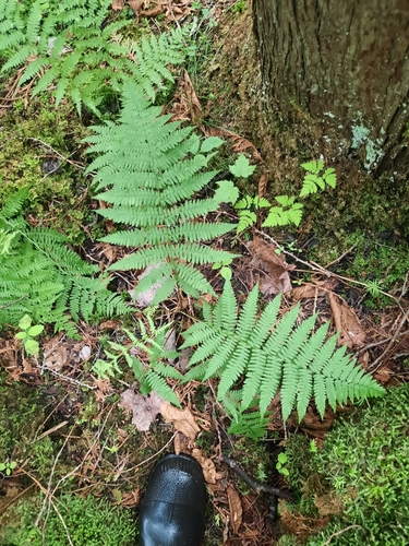 Athyrium angustum (Athyrium angustum)