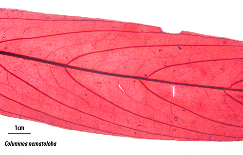 Columnea nematoloba