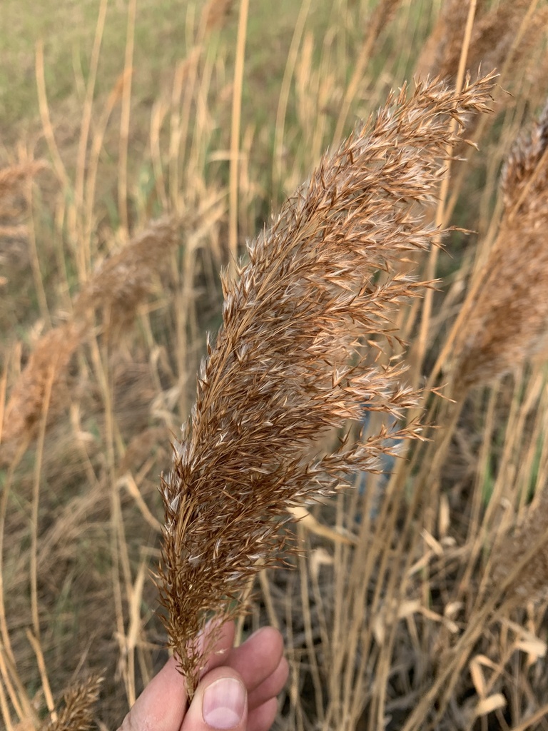 European reed from Anthony Henday Dr NW, Edmonton, AB, CA on May 16 ...