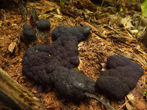 Cribraria tubulina