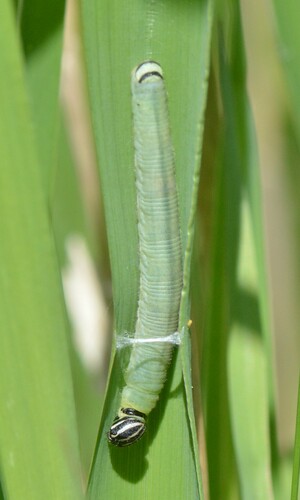 Delaware Skipper