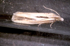 Eucosma bilineana