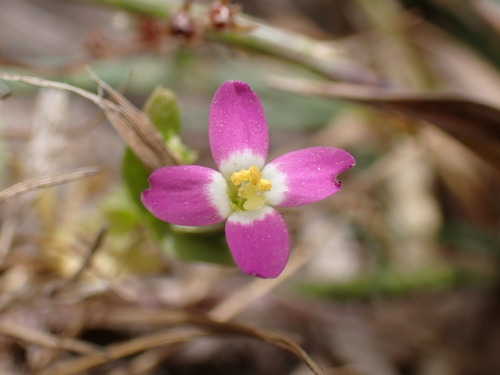 Image of Zeltnera davyi by (c) Cricket Raspet, some rights reserved (CC BY)