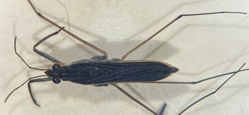 Gerris marginatus