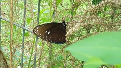 Euploea phaenareta