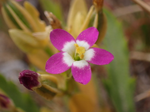 Image of Zeltnera davyi by (c) Cricket Raspet, some rights reserved (CC BY)