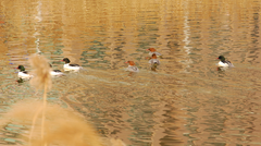 Mergus merganser