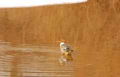 Mergus merganser
