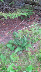 Cypripedium parviflorum