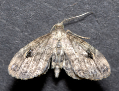 Melanomma auricinctaria