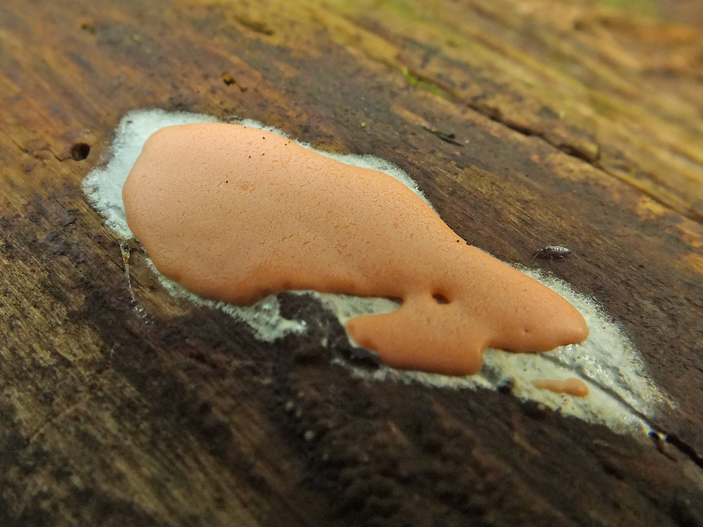 Dictydiaethalium