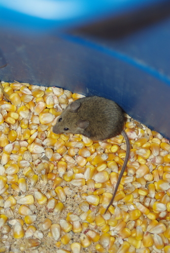 Mus musculus