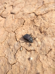 Stenomorpha marginata