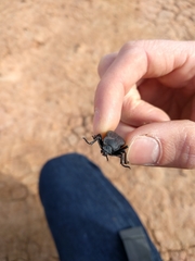 Stenomorpha marginata