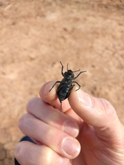 Stenomorpha marginata