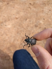Stenomorpha marginata