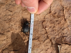 Stenomorpha marginata