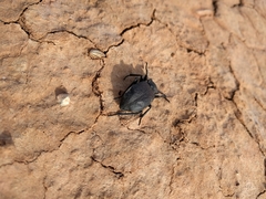 Stenomorpha marginata