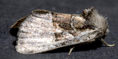 Meropleon ambifusca