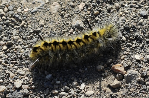 Lophocampa indistincta photo 4